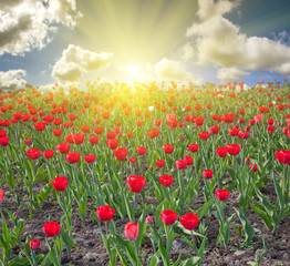 red tulip field at sunset