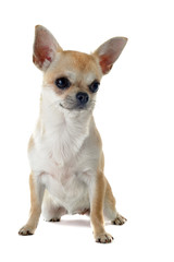 chiot chihuahua
