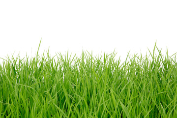 fresh spring green grass isolated on white background