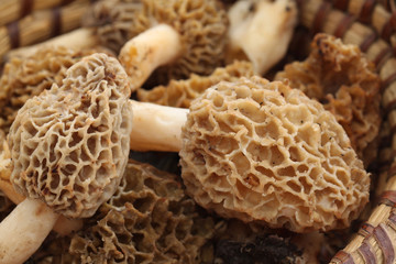 Morilles