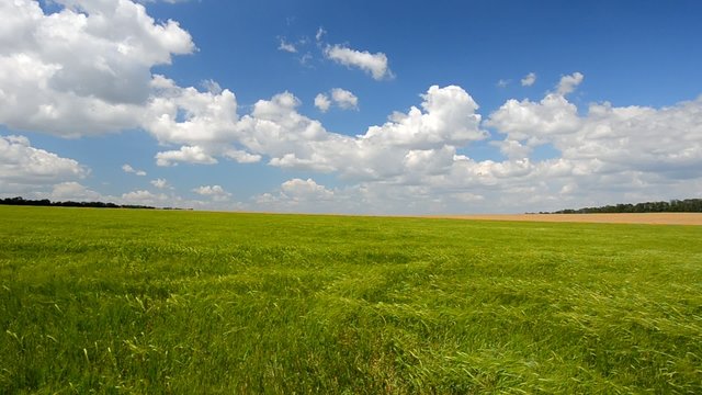 Wheat crop on the field against the blue sky. Footage 1920x1080