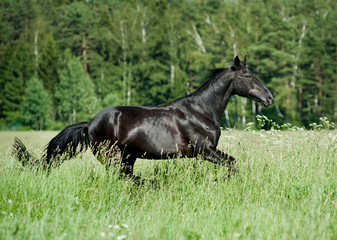 Obraz na płótnie Canvas czarny koń
