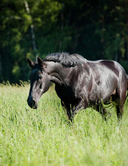 Fototapeta premium black horse