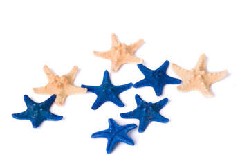 Fototapeta na wymiar Dark blue and beige starfishes on a white background