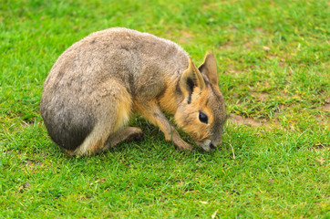 Patagonian Hare