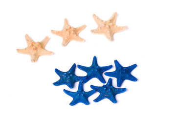 Dark blue and beige starfishes on a white background