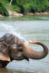 An elephant splashing water