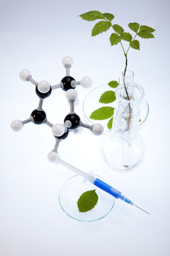 Laboratory glassware containing plants