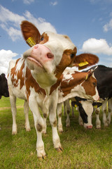 Fototapeta na wymiar Zamknij się z holenderskiej krowy