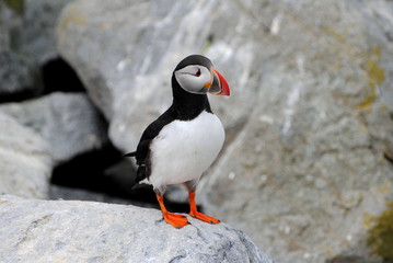 Single Colorful Atlantic Puffin