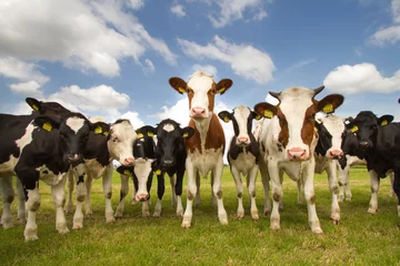 Photo sur Plexiglas Vache Attelage de vaches hollandaises