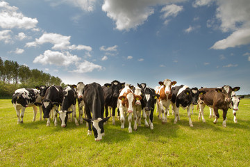 Team of Dutch cows