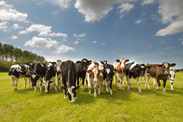 Photo sur Plexiglas Vache Team of Dutch cows