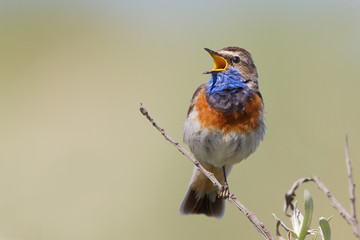 Bluethroat sings