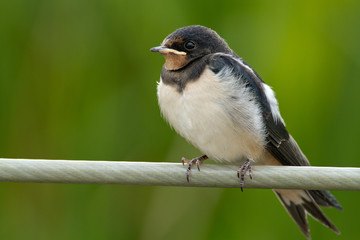 Young Barn Swallow