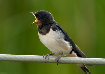 Obraz premium Young Barn Swallow