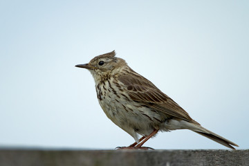 A meadow pipit on a pile