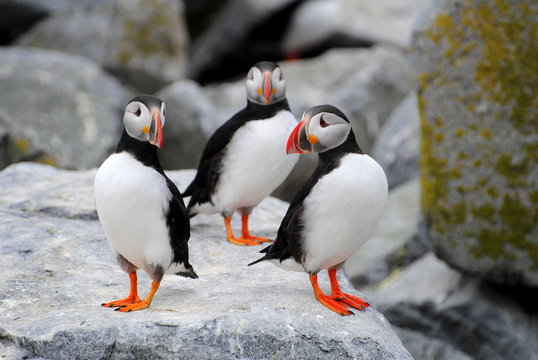 3 Colorful Atlantic Puffins