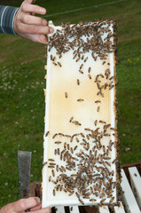 Beekeeper showing the top-bar beehive