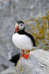 Stand Alone Puffin