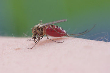 Mosquito