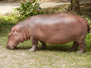 The hippopotamus is semi-aquatic