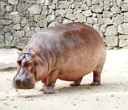 The hippopotamus