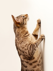 Bengal kitten reaching up a wall to catch unseen object