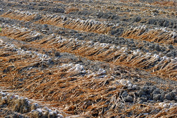 organic garling drying at the sun over the soil