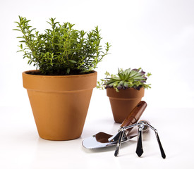 Gardening concept, work tools, plant