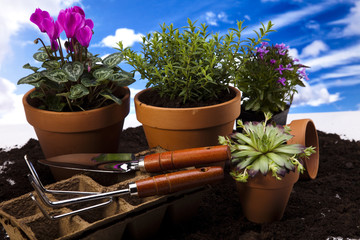 Flowers and garden tools on blue sky background 