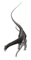 Diplodocus  Dinosaur 3 © AlienCat