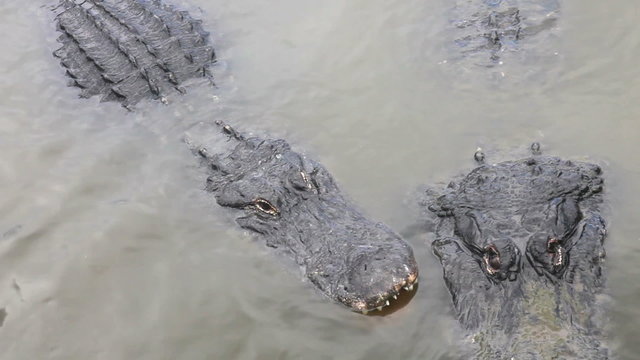 Scary Alligator looking at the camera, jumping
