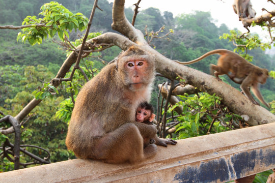 Monkey with a cub
