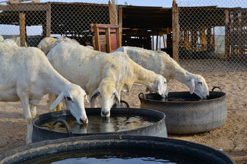 Ewes are drinking water in peace
