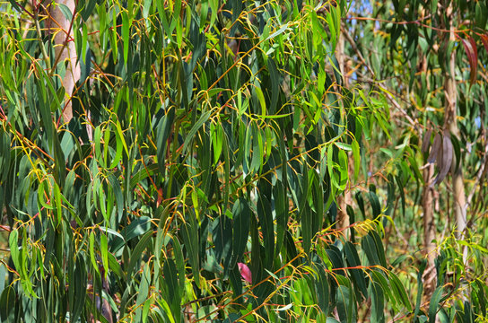 Eukalyptus - eucalyptus 16