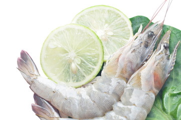 Prawn On White
