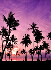 Obraz na płótnie Canvas Silhouetted z kokosa podczas zachodu słońca