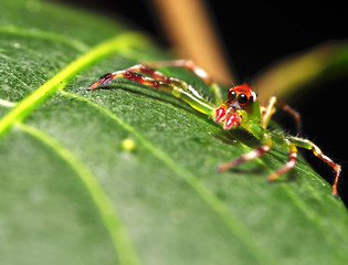 Jumping spider