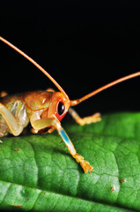 Lonely Crickets on macro