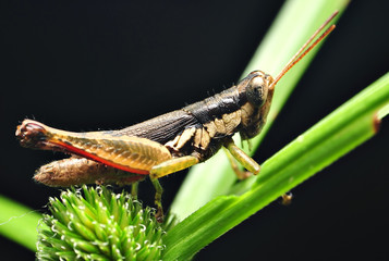 Lonely Grasshooper On Leaf