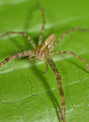 Spider on green leaf