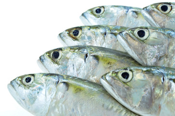 Close up fresh mackerel fish