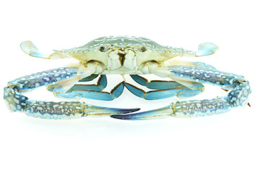 Fresh blue crab