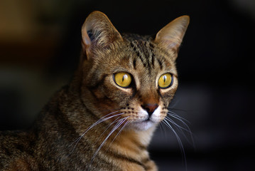 chat tigré  yeux orange