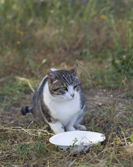 chat abandonné