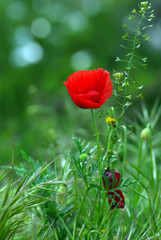 coquelicot sur fond vert