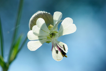 Silene vulgaris