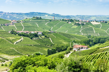 Fototapeta na wymiar vineyars pobliżu Barbaresco, Piemont, Włochy