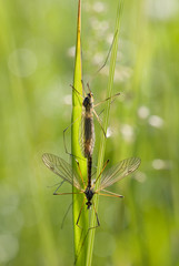insects mate on green branch
